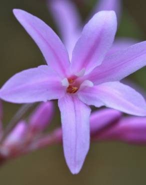 Fotografia 3 da espécie Tulbaghia violacea no Jardim Botânico UTAD