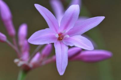 Fotografia da espécie Tulbaghia violacea