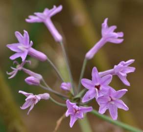 Fotografia da espécie Tulbaghia violacea