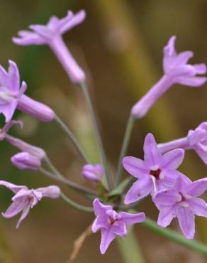 Fotografia 4 da espécie Tulbaghia violacea no Jardim Botânico UTAD