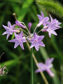 Fotografia da espécie Tulbaghia violacea