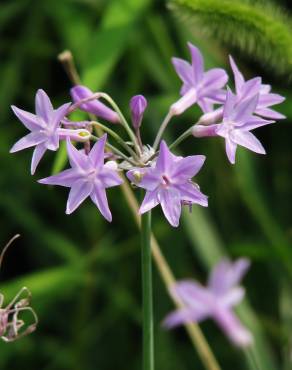 Fotografia 1 da espécie Tulbaghia violacea no Jardim Botânico UTAD