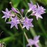 Fotografia 1 da espécie Tulbaghia violacea do Jardim Botânico UTAD