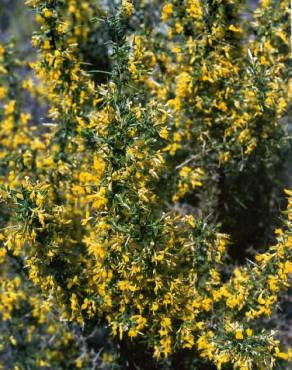 Fotografia 3 da espécie Genista falcata no Jardim Botânico UTAD