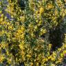 Fotografia 3 da espécie Genista falcata do Jardim Botânico UTAD