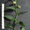 Fotografia 3 da espécie Viola lactea do Jardim Botânico UTAD