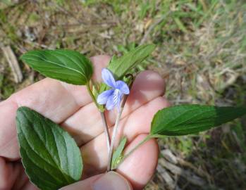 Fotografia da espécie Viola lactea