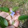 Fotografia 4 da espécie Viola lactea do Jardim Botânico UTAD