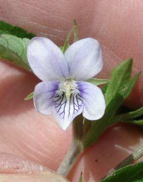 Fotografia 6 da espécie Viola lactea no Jardim Botânico UTAD