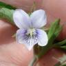 Fotografia 6 da espécie Viola lactea do Jardim Botânico UTAD