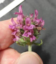 Fotografia da espécie Betonica officinalis subesp. officinalis