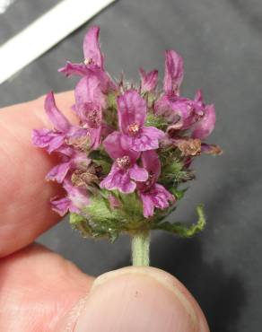 Fotografia 6 da espécie Betonica officinalis subesp. officinalis no Jardim Botânico UTAD