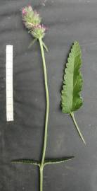 Fotografia da espécie Betonica officinalis subesp. officinalis