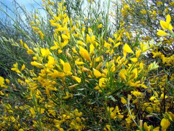 Fotografia da espécie Genista florida