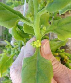 Fotografia da espécie Tetragonia tetragonoides