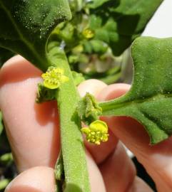 Fotografia da espécie Tetragonia tetragonoides