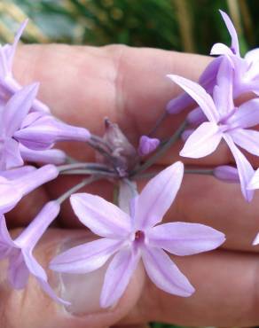 Fotografia 5 da espécie Tulbaghia violacea no Jardim Botânico UTAD