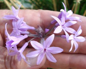 Fotografia da espécie Tulbaghia violacea