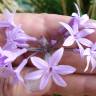 Fotografia 5 da espécie Tulbaghia violacea do Jardim Botânico UTAD