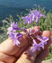 Fotografia da espécie Tulbaghia violacea