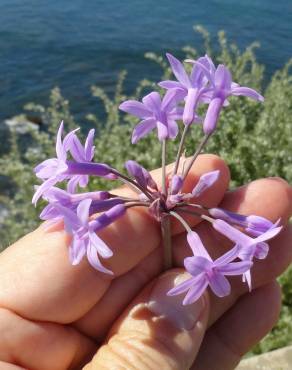 Fotografia 6 da espécie Tulbaghia violacea no Jardim Botânico UTAD