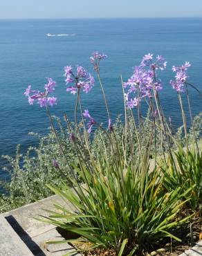 Fotografia 7 da espécie Tulbaghia violacea no Jardim Botânico UTAD