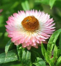 Fotografia da espécie Xerochrysum bracteatum