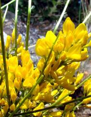 Genista hystrix