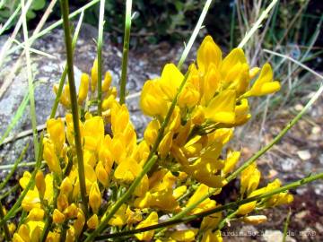 Fotografia da espécie Genista hystrix