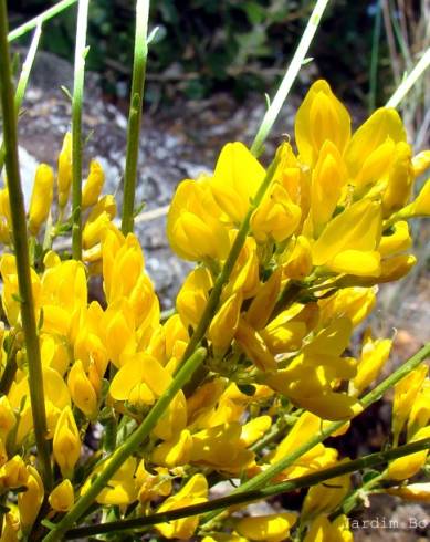 Fotografia de capa Genista hystrix - do Jardim Botânico