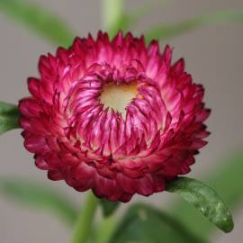 Fotografia da espécie Xerochrysum bracteatum