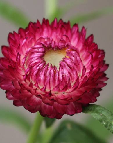 Fotografia de capa Xerochrysum bracteatum - do Jardim Botânico