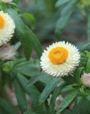 Fotografia 4 da espécie Xerochrysum bracteatum no Jardim Botânico UTAD