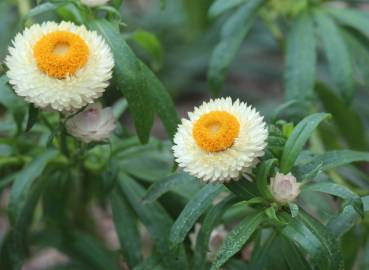 Fotografia da espécie Xerochrysum bracteatum