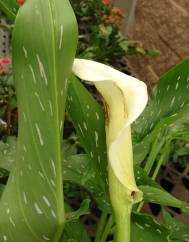 Zantedeschia albomaculata