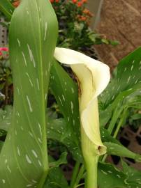 Fotografia da espécie Zantedeschia albomaculata