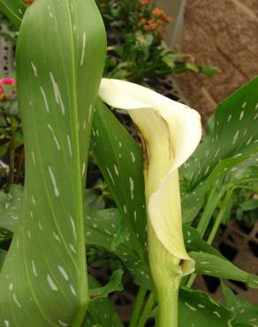 Fotografia 1 da espécie Zantedeschia albomaculata no Jardim Botânico UTAD