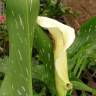 Fotografia 1 da espécie Zantedeschia albomaculata do Jardim Botânico UTAD