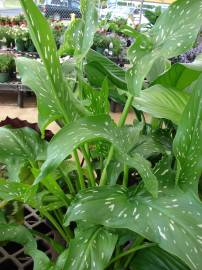 Fotografia da espécie Zantedeschia albomaculata