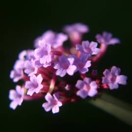 Fotografia da espécie Verbena bonariensis