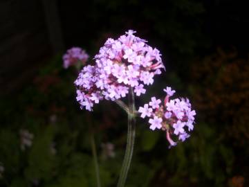 Fotografia da espécie Verbena bonariensis