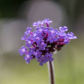 Fotografia da espécie Verbena bonariensis