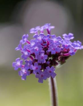 Fotografia 4 da espécie Verbena bonariensis no Jardim Botânico UTAD