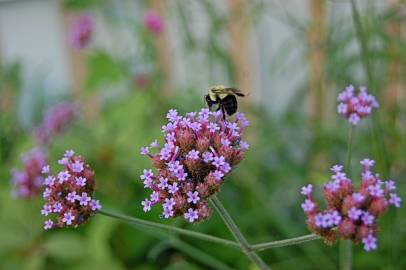 Fotografia da espécie Verbena bonariensis