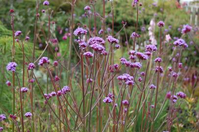 Fotografia da espécie Verbena bonariensis