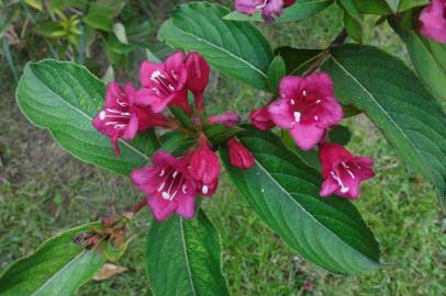 Fotografia da espécie Weigela florida