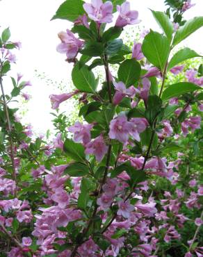 Fotografia 6 da espécie Weigela florida no Jardim Botânico UTAD