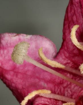 Fotografia 7 da espécie Weigela florida no Jardim Botânico UTAD