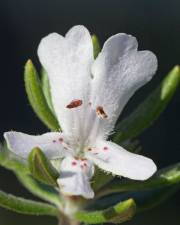 Fotografia da espécie Westringia fruticosa