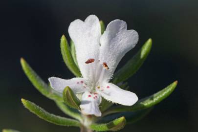 Fotografia da espécie Westringia fruticosa